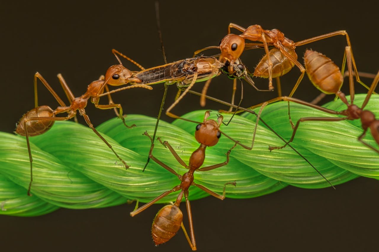 Black Ants on Brown Tree Trunks