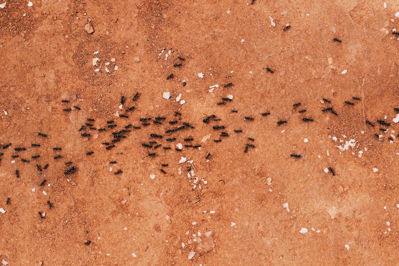 Black Ants on Brown Tree Trunks