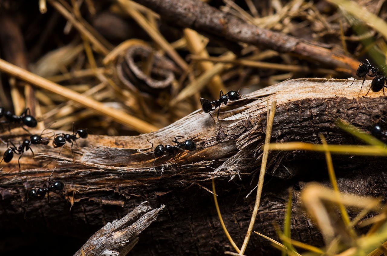 Black Ants on Brown Tree Trunks